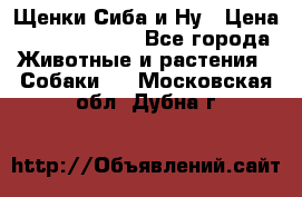 Щенки Сиба и Ну › Цена ­ 35000-85000 - Все города Животные и растения » Собаки   . Московская обл.,Дубна г.